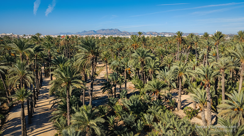 Las palmeras de Elche: raíces de un territorio